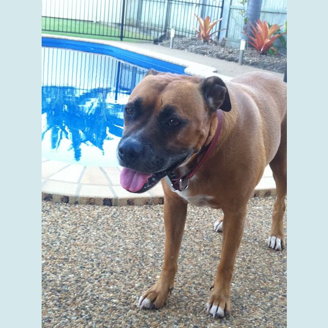 Photo of Lucy (Adoption Pending)