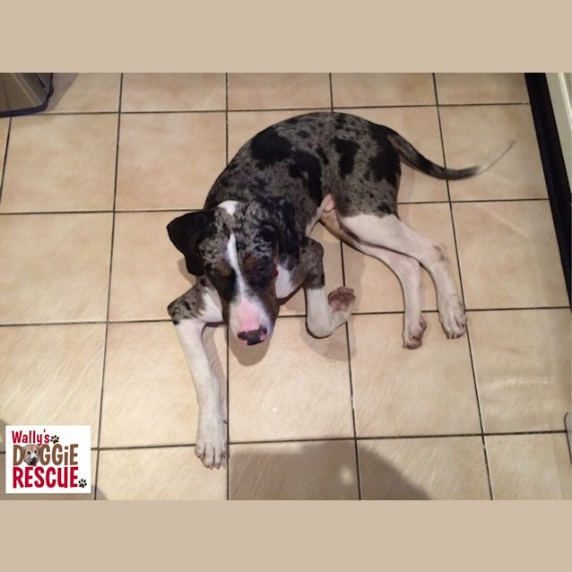Photo of Dozer (Cat Friendly)