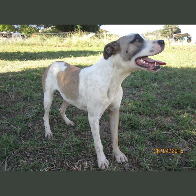 Photo of Duchess (Adoption Pending)