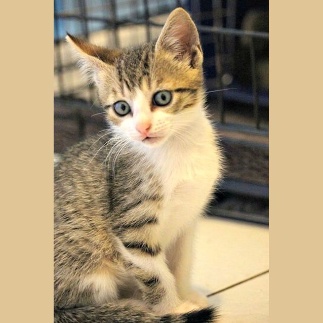 Photo of Twigs Adoption Pending 