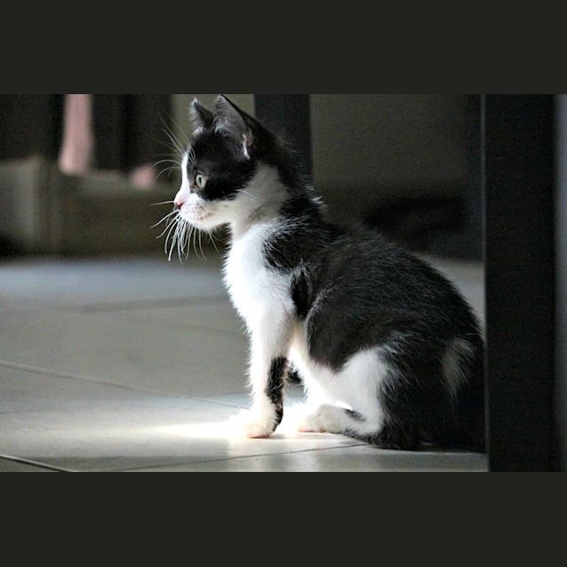 Photo of Bug * $50 *  Adoption Pending 