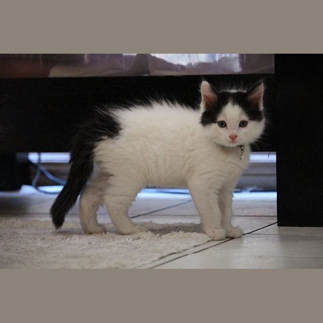 Photo of Bobbi  Adoption Pending