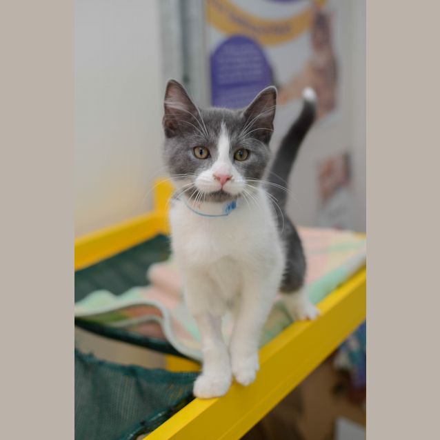 Photo of Kitten Powers