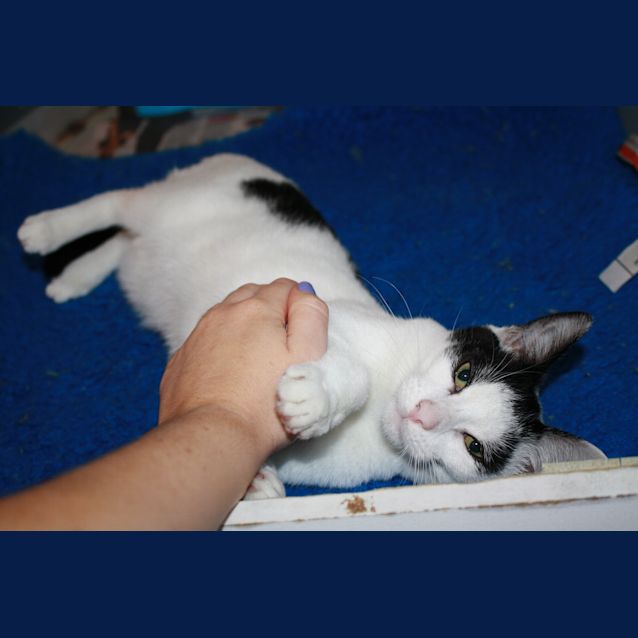 Photo of Spot