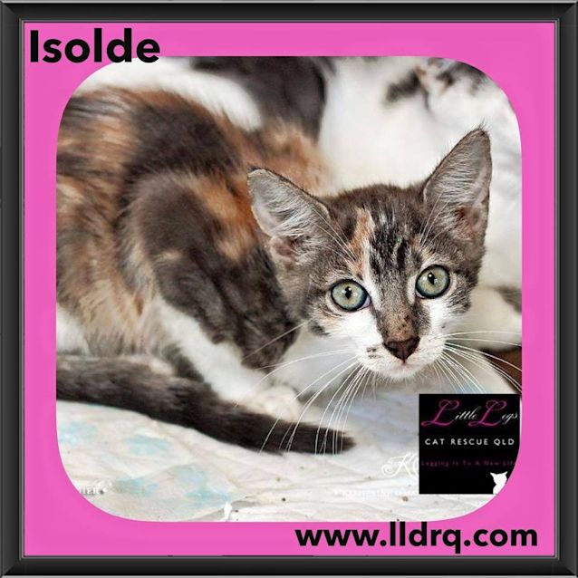 Photo of Isolde 