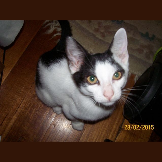Photo of Spot