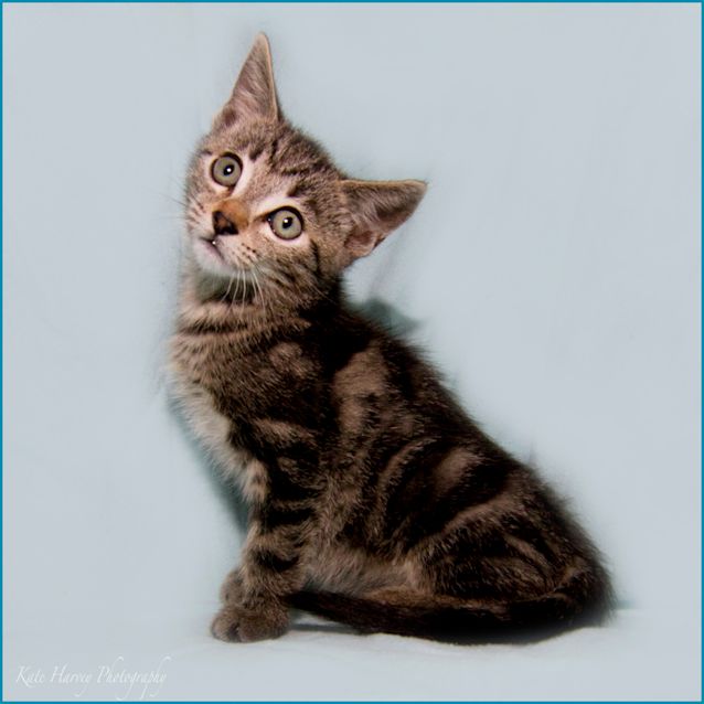 Photo of Clancey
