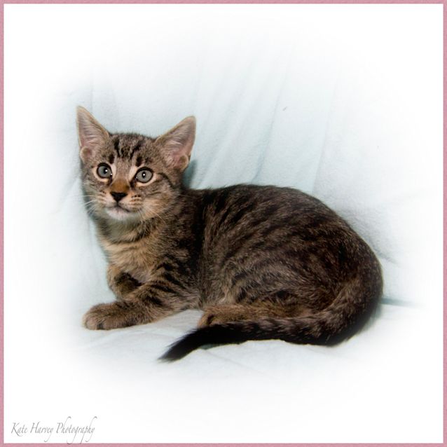 Photo of Clover