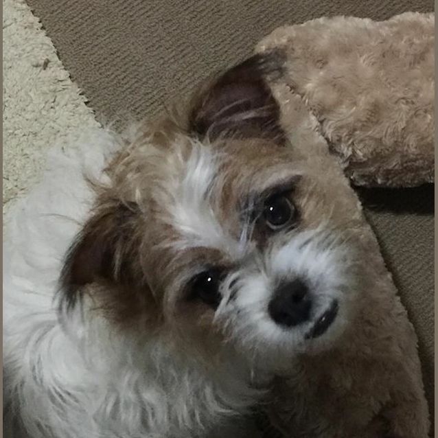 Photo of Pixie