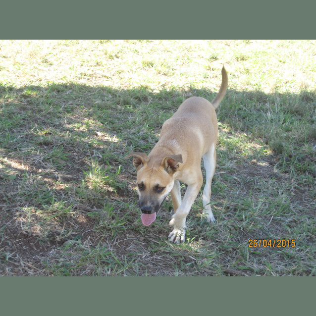 Photo of Aston (At Rspca Big Adopt Day Sept 19 Brisbane)