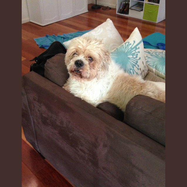 Photo of Jackson Adoption Pending