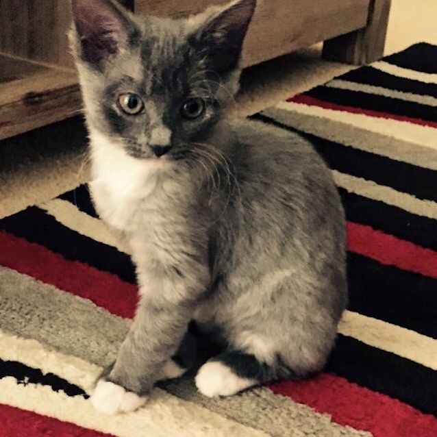 Photo of Frankie