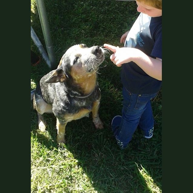 Photo of Sapphire (Adoption Pending)