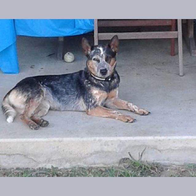 Photo of Sapphire (Adoption Pending)
