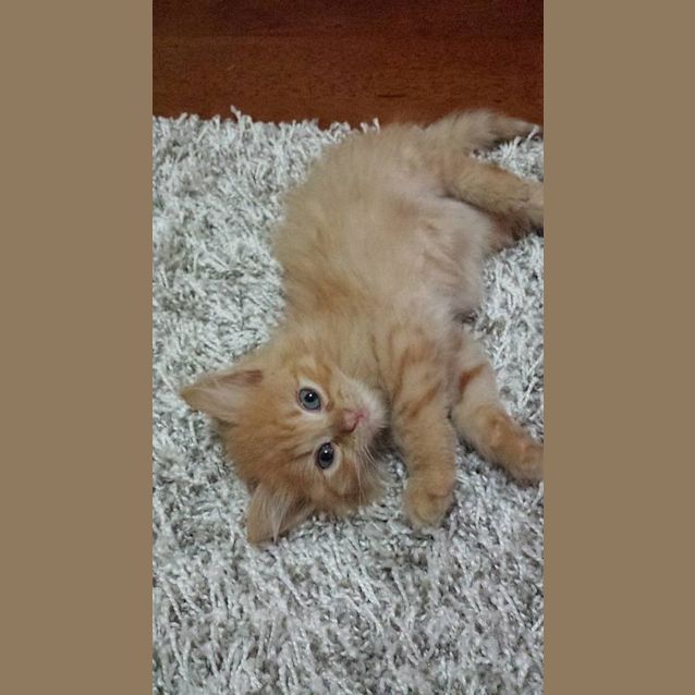 Photo of Ferdinand (Ferdie)