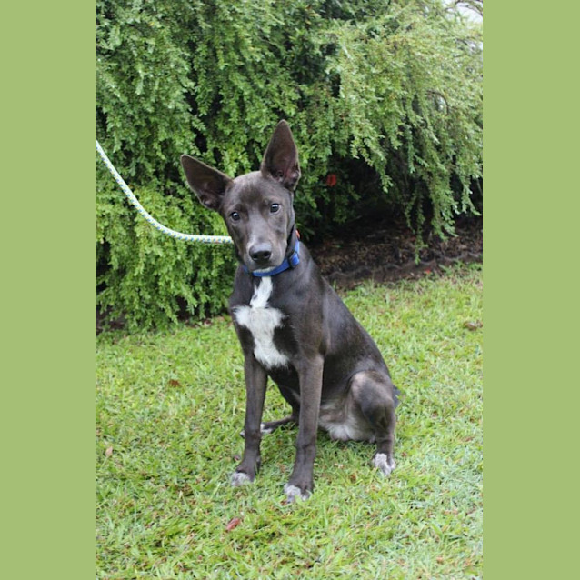 Photo of Diesel