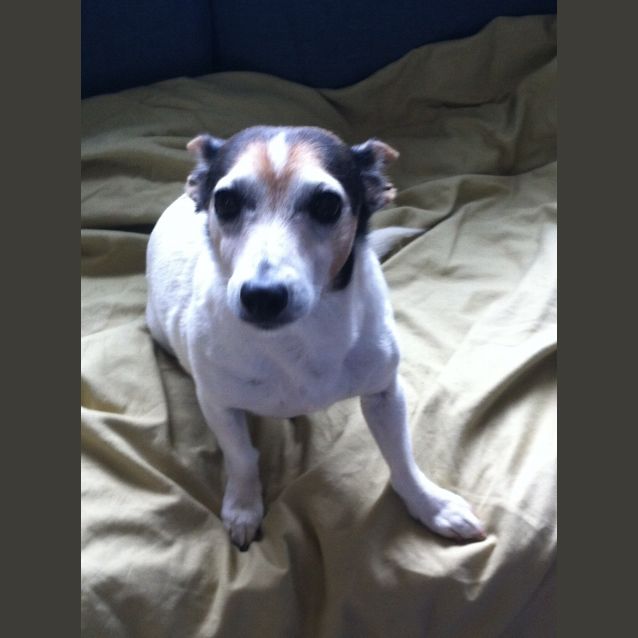 Photo of Diesel (Adoption Pending)