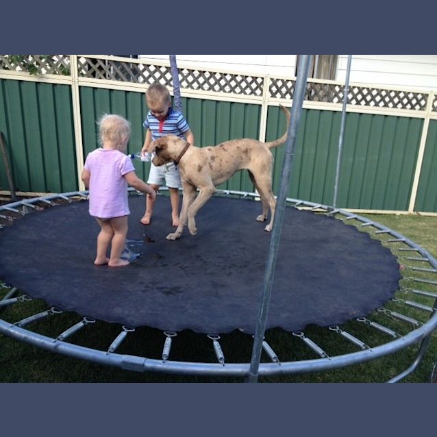 Photo of Miss Latte ~ Catahoula (On Trial 28/6/15) 