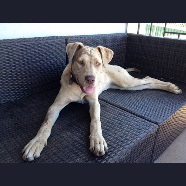 Photo of Miss Latte ~ Catahoula (On Trial 28/6/15) 
