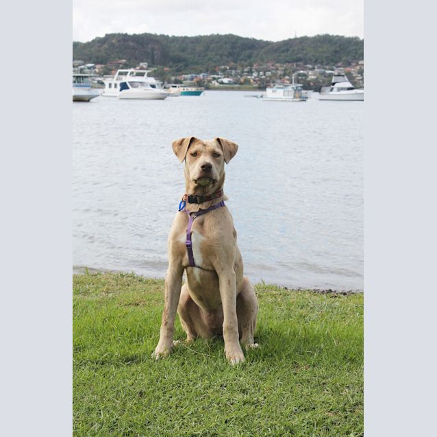 Photo of Miss Latte ~ Catahoula (On Trial 28/6/15) 