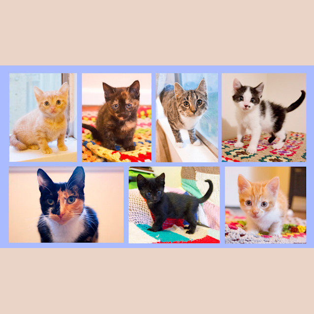 Photo of Callie   N.O.W $80 To Adopt