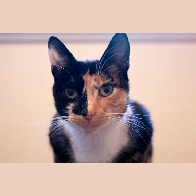 Photo of Callie   N.O.W $80 To Adopt