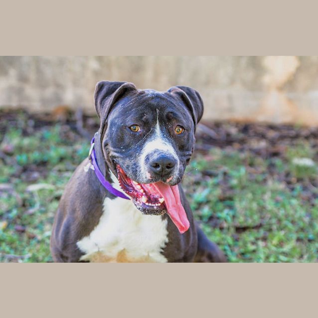 Photo of Bruiser ~ #1500354