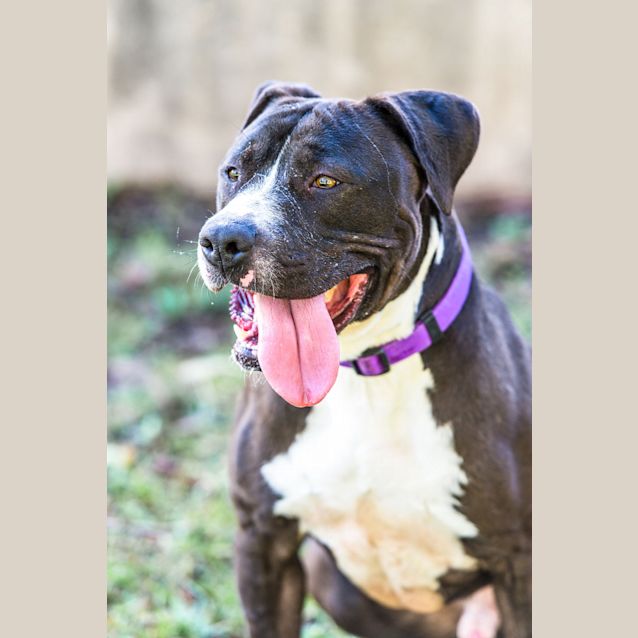 Photo of Bruiser ~ #1500354