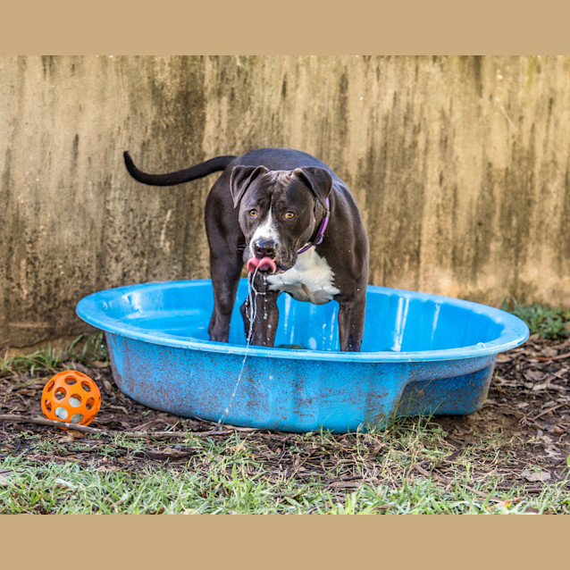 Photo of Bruiser ~ #1500354