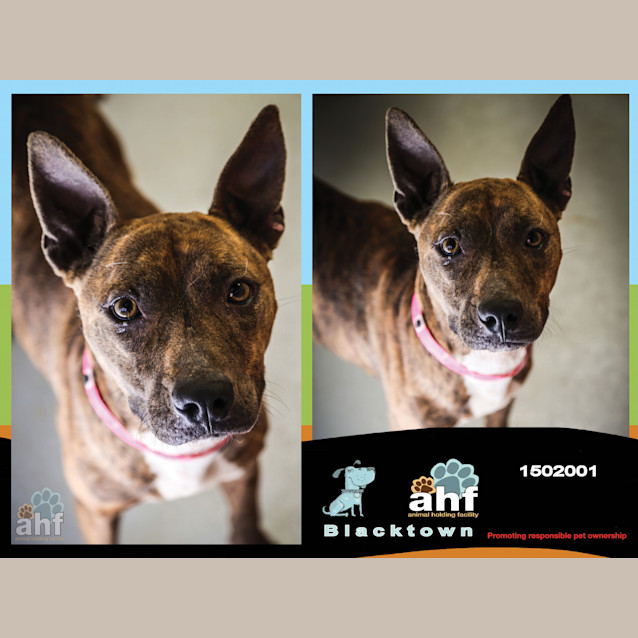 Photo of Petal ~ #1502001