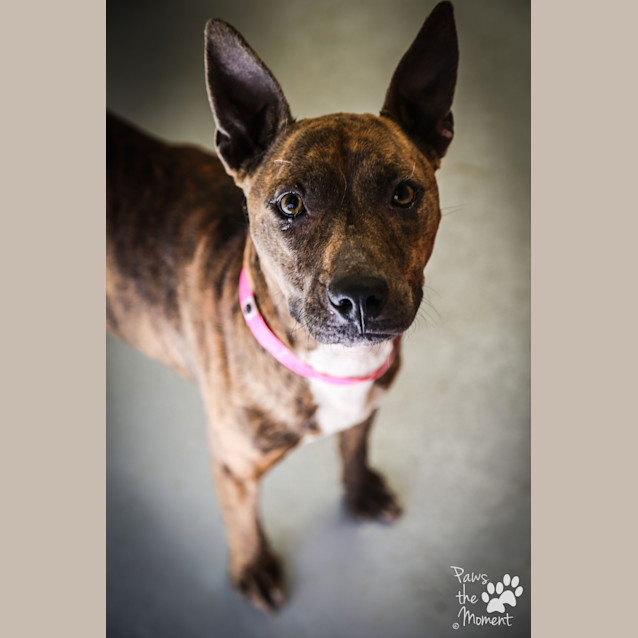 Photo of Petal ~ #1502001