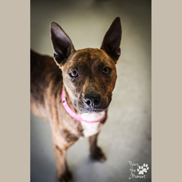 Photo of Petal ~ #1502001