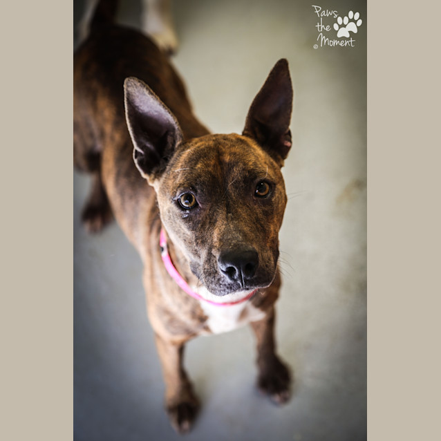 Photo of Petal ~ #1502001