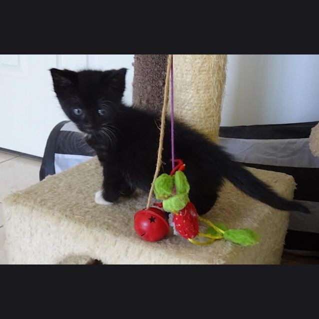Photo of Teddy Jay   Kitten Kapers Rescue