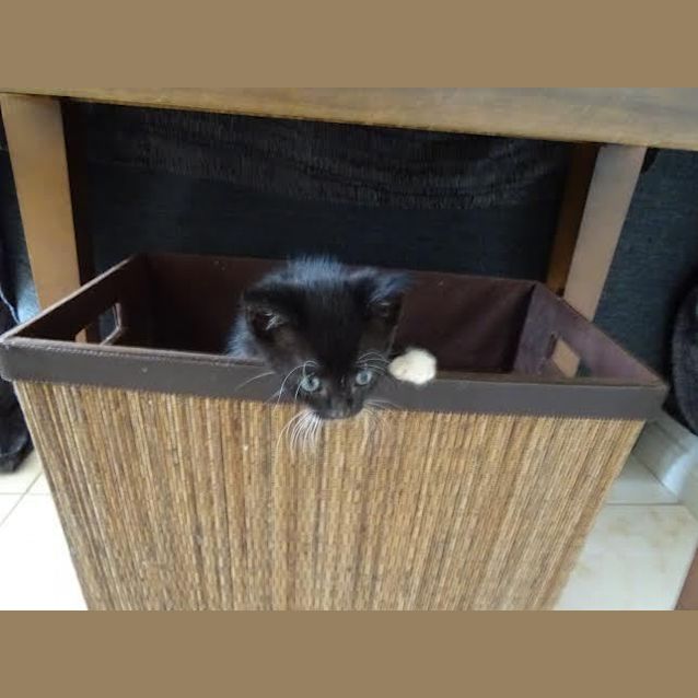 Photo of Teddy Jay   Kitten Kapers Rescue