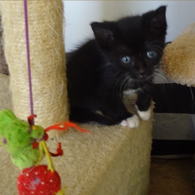 Photo of Teddy Jay   Kitten Kapers Rescue