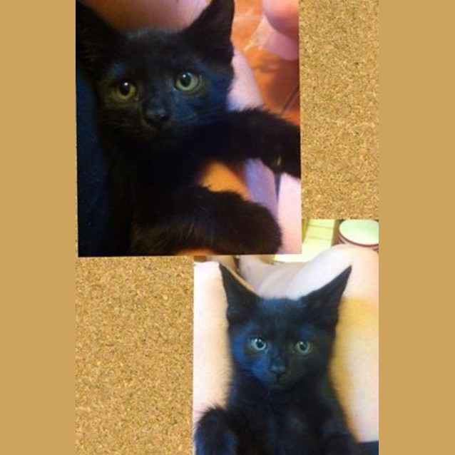 Photo of Shadow 