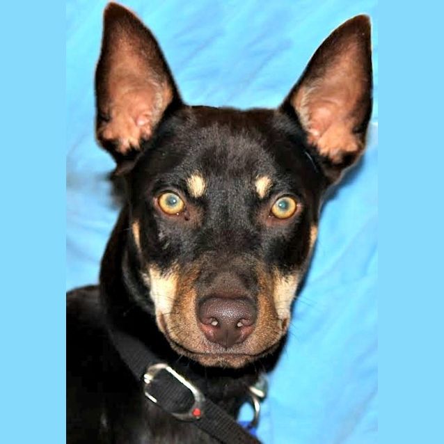 Photo of Rocket ~ Koolie (On Trial 1/8/15)