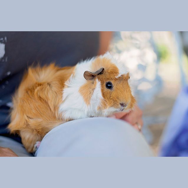 Photo of Pickles