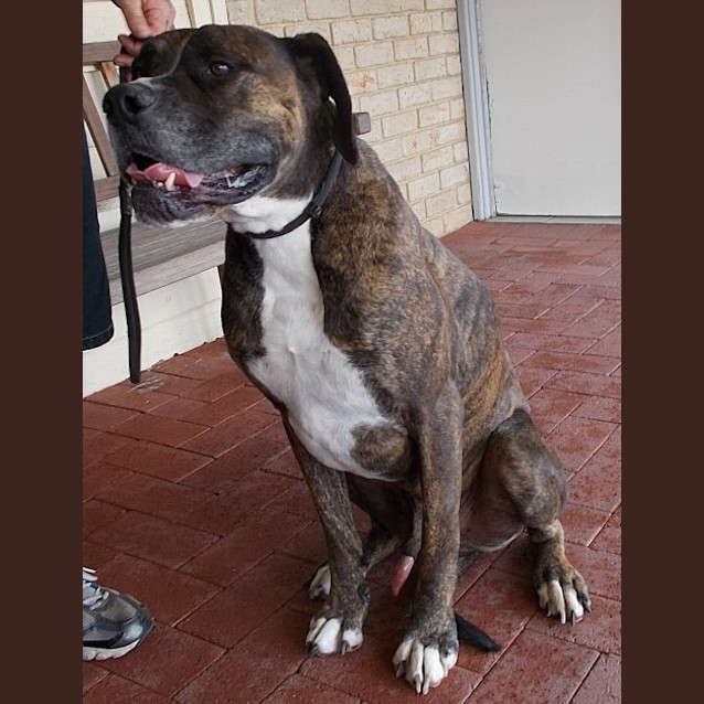 Photo of Nero