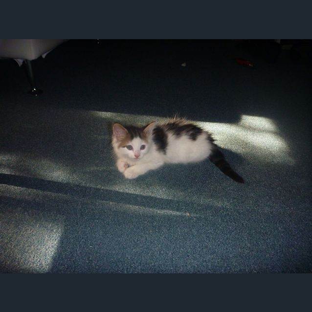 Photo of Top Cat   9 Week Male Kitten