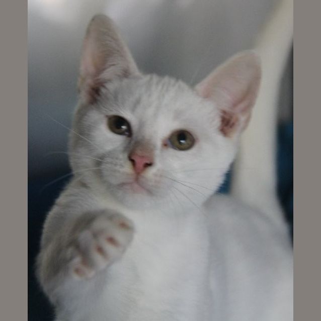 Photo of Poppet