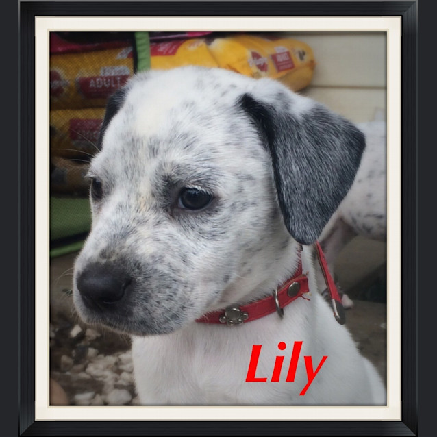 Photo of Lily