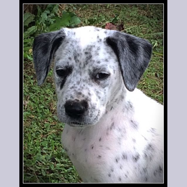 Photo of Tiara