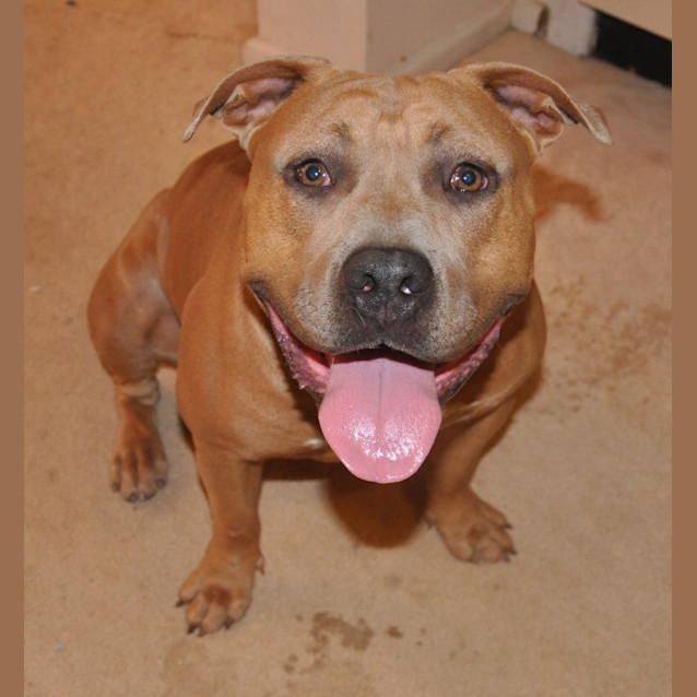 Photo of Helix ~ Purebred American Staffy (Trial 20/5/15)