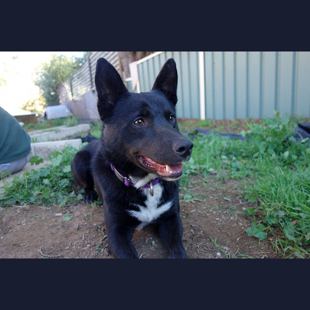 Photo of Rookie (Adopted!)