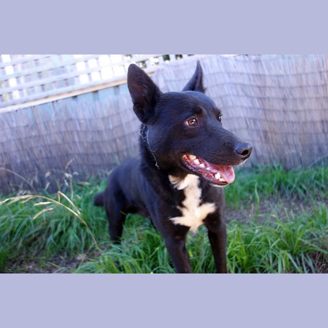 Photo of Rookie (Adopted!)