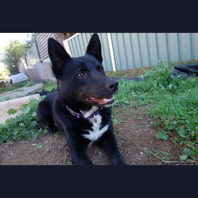 Photo of Rookie (Adopted!)