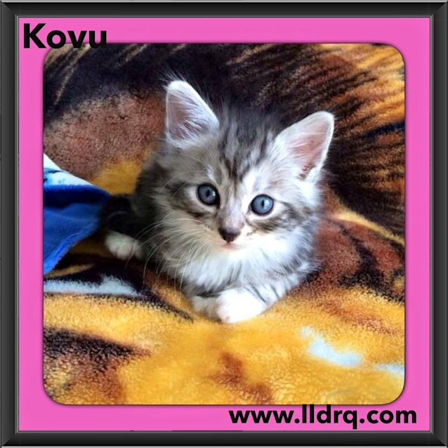 Photo of Kovu 