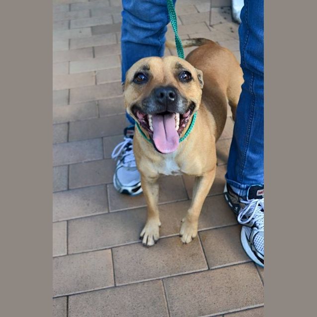 Photo of Cleo Needs To Get Out Of The Pound !